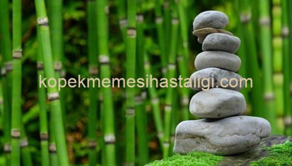 Köpek Memesi Hastalığı HS
